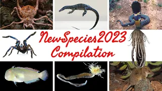 New Species Discovered in 2023: 17 Amazing and Bizarre Animals, Insects, and Zombie Fungi