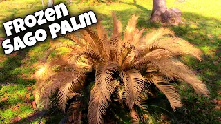 Sago Palm Pruning After Winter Damage 🌴 (Cycas Revoluta)