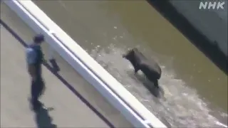 Un sanglier échappe à la police japonaise