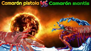 Camarón pistola VS Camarón mantis