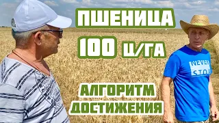 Как достичь 100 ц/га пшеницы?