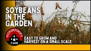 Soybeans In The Garden | How To Grow and Harvest On A Small Scale