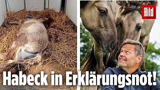 Todesdrama um Elf Tiere: Das sagt Grünen-Chef Habeck über seine Bilder mit den Konik-Pferden