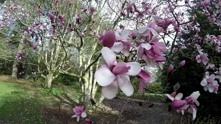 Trelissick Magnolias 2020