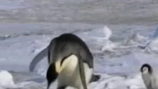 Пингвин смешно подскользнулся