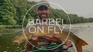 FLY FISHING for River Ribble BARBEL - As featured in the Angling Times