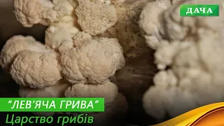 ГЕРІЦІЙ ШИПУВАТИЙ: унікальний екзотичний ГРИБ, який вирощують в Україні