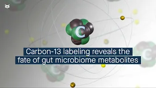 Carbon-13 labeling reveals the fate of gut microbiome metabolites in mice