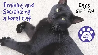 Training And Socializing A Feral Cat * Part 8 * Days 55 - 64 * Cat Video Compilation