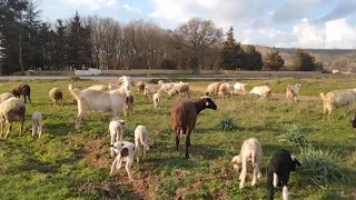 Sheeps and Goats are on the field #villagelife #peace