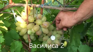 Василиса 2