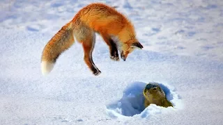 Fox Dives Headfirst Into Snow To Hunt Squirrel | Animal World TV