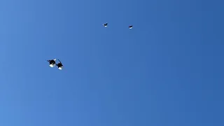 Мелитопольские голуби. В память о товарище…