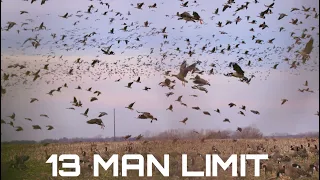 INSANE 13 Man Limit KANSAS Goose Hunt (96 BIRDS)