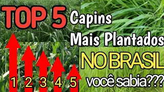 TOP 5 CAPINS mais plantados no Brasil... VOCÊ SABIA??? Braquiária