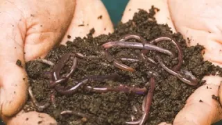 How wax worms can be used to fight plastic waste