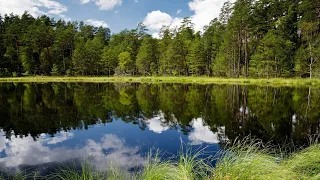 Relaxing Spring Morning Fortepiano Music Boost Positive Energy. Music Therapy. Integrative Medicine.