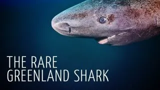 Rare Encounter with Greenland Shark - Adam Ravetch