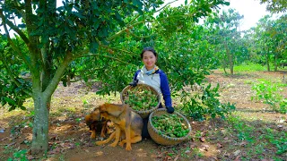 Harvesting the Macadamia Garden Goes to Market Sell - Farm, Cooking, Daily life | Tieu Lien