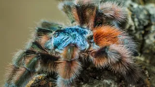 Antilles / Martinique Pinktoe (Caribena versicolor) Care & Husbandry