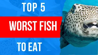 Top 5 Fish You Should Never Eat