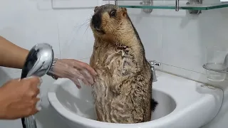 The wash basin becomes the bathing place of the chubby marmot