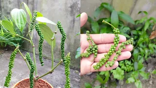 How to grow Black pepper plant from cutting at home easily. black pepper grow at home