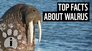 Top facts about walrus | WWF