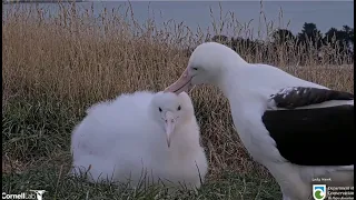 Royal Albatross 💗  LGL Comes In For A Quick Feed & Preen For TF  💗 5.7.24