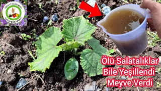 Ölü Salatalıklar Bile Yeşillendi Meyve Verdi Hasta Olmadan🥒 En Organk Gübre Şerbeti Domatesler Coştu