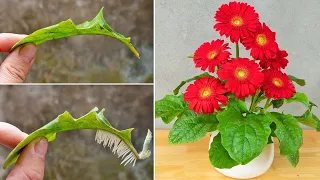 Miraculously, just 1 banana can propagate gerbera from leaves