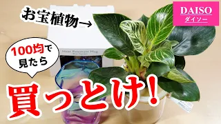 100均観葉植物に”高級品”が紛れ込んでいる件【フィロデンドロン・バーキン】