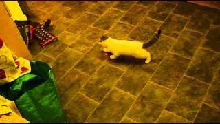 Fun with Claude the Cat & a Laser pointer