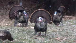 Spring Gobbler Opening Day Turkey Hunting 2021 Pennsylvania - Shirt Tail Chronicles Andrew's Miss!