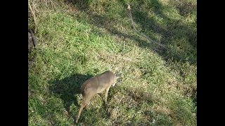 83. Hunt-all day sit in a swamp, filmed 7 bucks and 2 does, also clearing the social media air