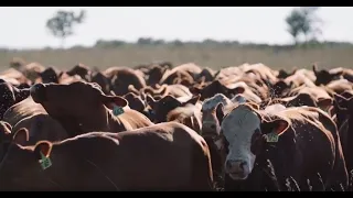 Grazing Cover Crops: Why Row Crop Farmers Should Welcome Grazing