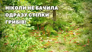 Пішла збирати БІЛІ ГРИБИ, а натрапила на поляну РИЖИКІВ і ПІДОСИНОВИКІВ😍 Збираю Гриби #43