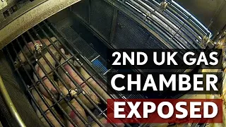 BREAKING: 2nd Pig Gas Chamber in UK History EXPOSED (Cranswick Foods)