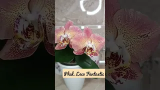 Орхидейка-сюрприз#Фаленопсис Leco Fantastic 🔥