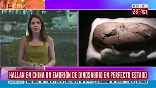 China: increíble hallazgo de un huevo con un embrión de dinosaurio fosilizado de 70 millones de años