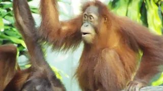 bornean orangutan video 5