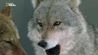 National Geographic: Дикая природа России / Wild Russia -  Холодное сердце Сибири