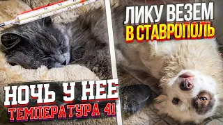 Пушинке стало плохо🥺 Опять не сплю...Едем в Ставрополь с Зефиркой (Ликой)