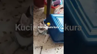 kucing kura kura