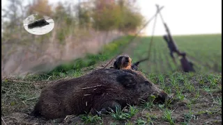 Wild boar hunting fever in April- successfull morning