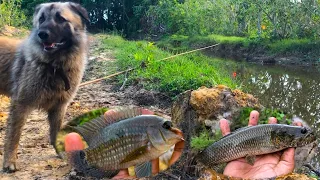 Swamp Fishing with my dog - Catch, Clean and Cook (Dhal rice and fried fish)