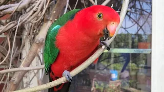 There's a wild king parrot at my door!!