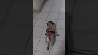 #puglife #pugdog #pugtitu #doglovers #petlover #activedog #video #love