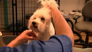 Learn How to Groom a Maltipoo at Home Grooming Maltipoos