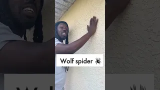 Floridian vs a wolf spider #omgitswicks #onlyinflorida #sketchcomedy